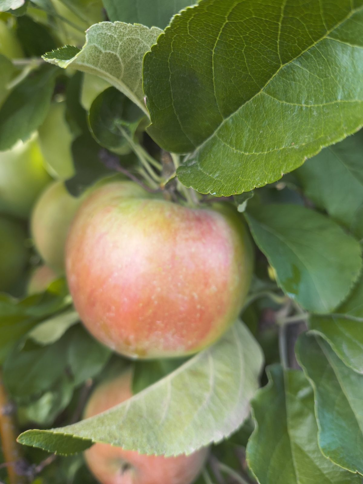 Northern Spy apple ripening on the tree