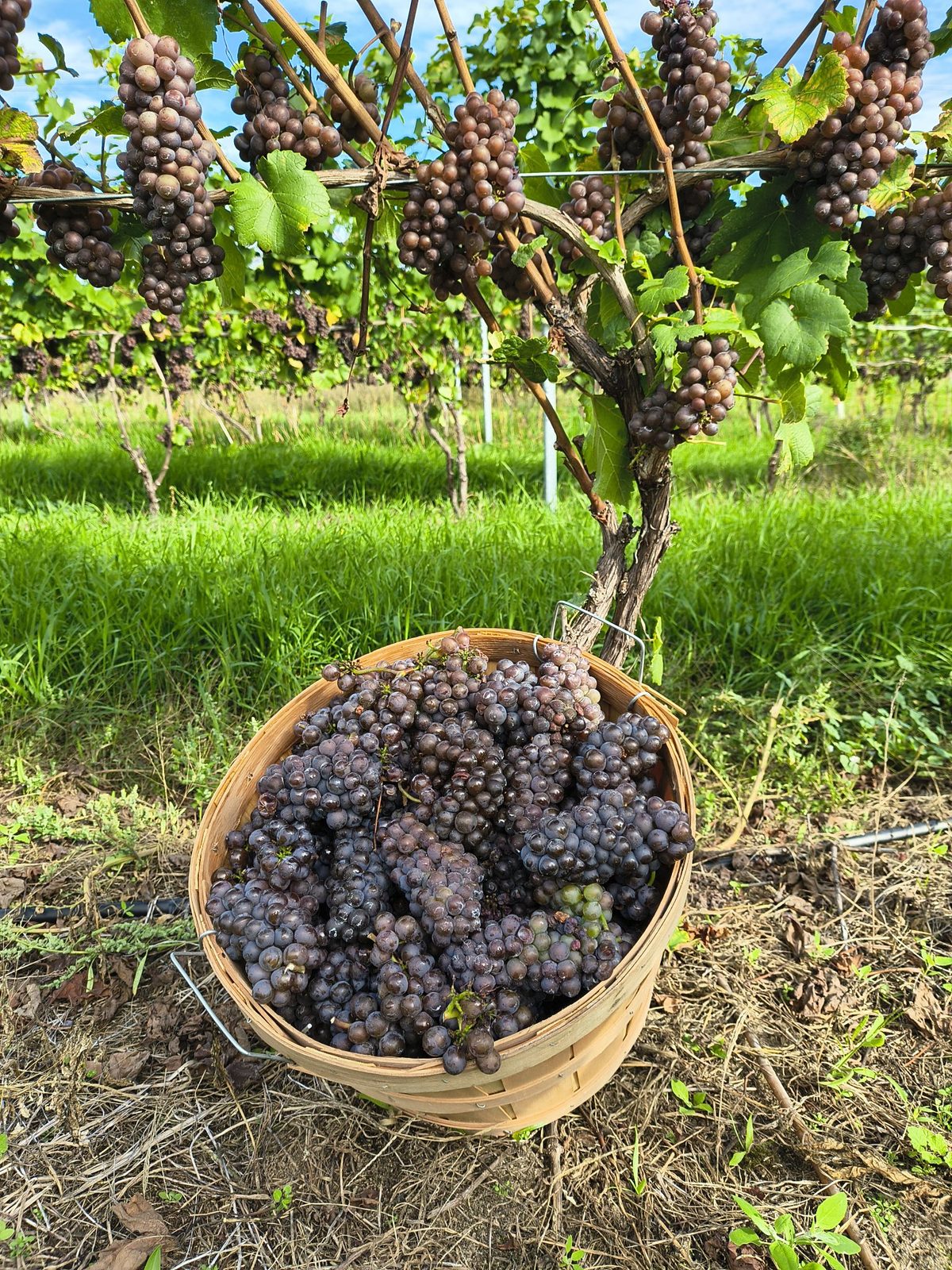 A harvest basket of grapes for a large special order