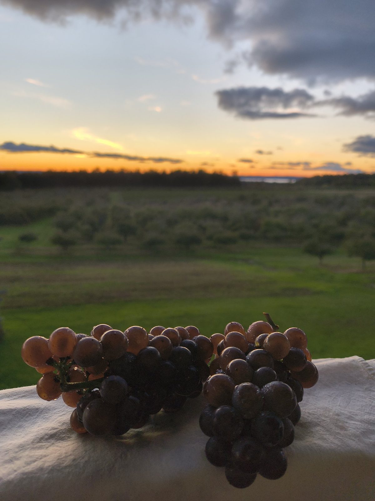 Grapes at sunset over the vineyard at Walter and Ward Johnson Farms