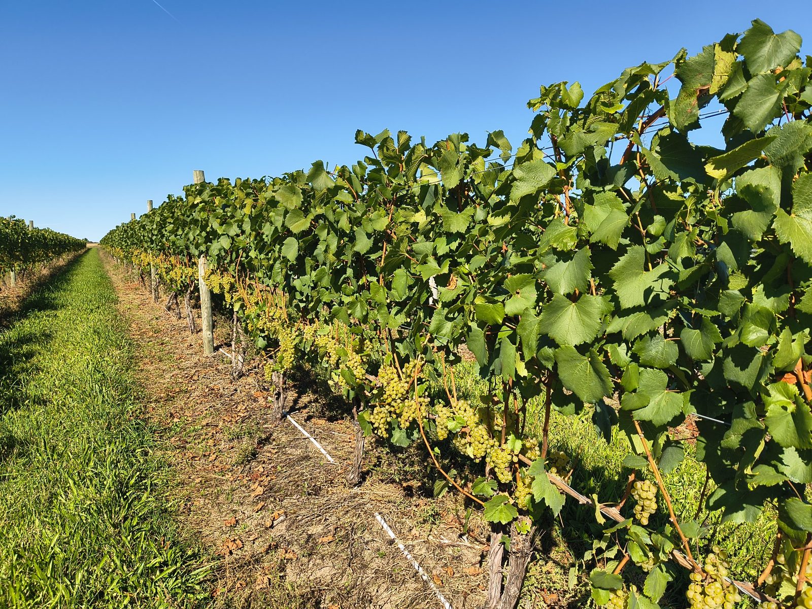 Green grapevines heavy with Chardonnay grapes